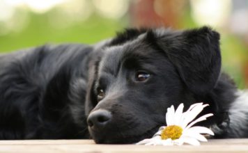 Homéopathie pour chien