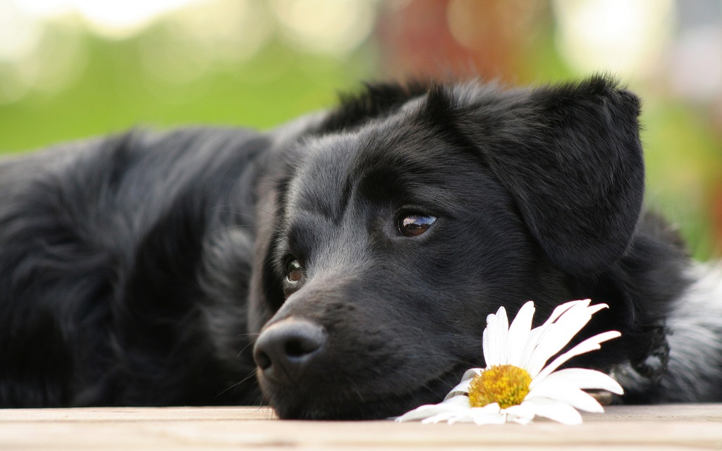 Homéopathie pour chien