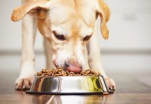 aliments interdits pour le chien