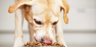 aliments interdits pour le chien