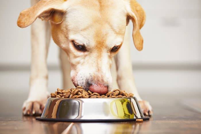 ¿Qué alimentos están prohibidos para los perros?