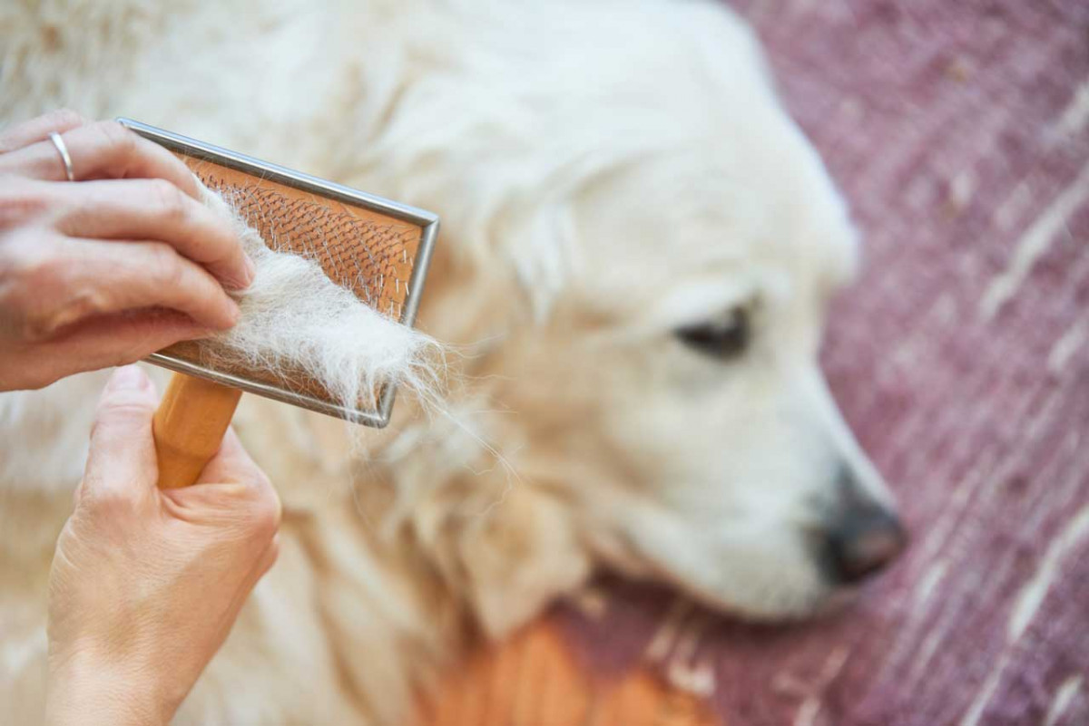 brosse pour chien qui perd ses poils