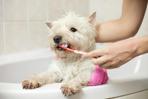 nettoyer les dents de votre chien naturellement