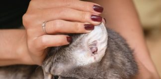 traitements naturels gale des oreilles chat