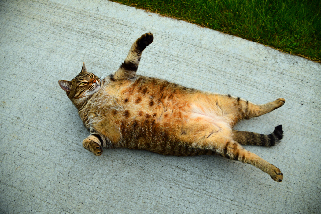 obesité du chat
