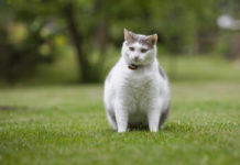 obesité du chat
