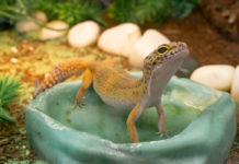 quel terrarium gecko