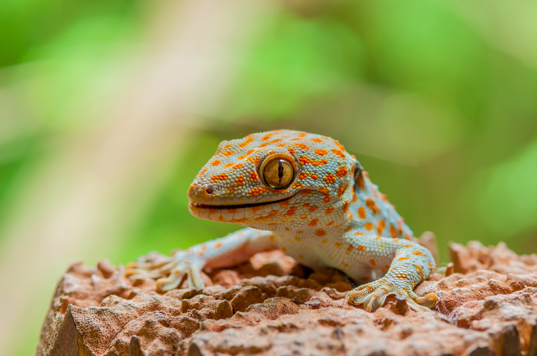 quel terrarium gecko