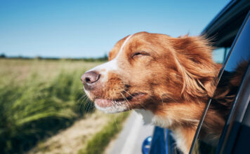 voyager chien voiture conseils