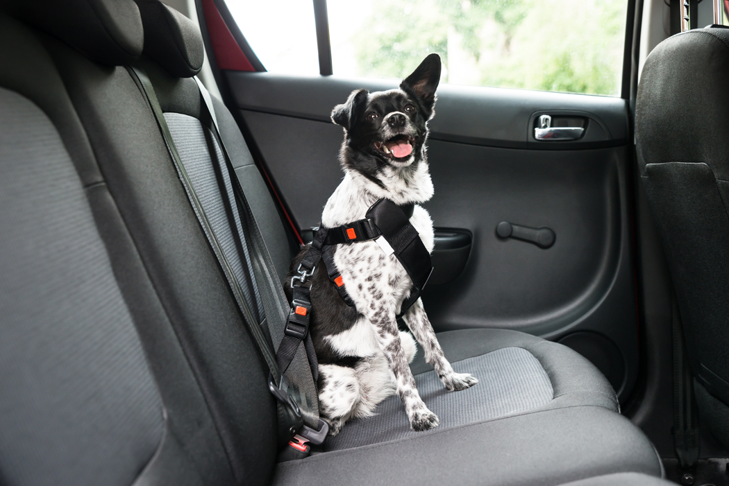 voyager chien voiture conseils