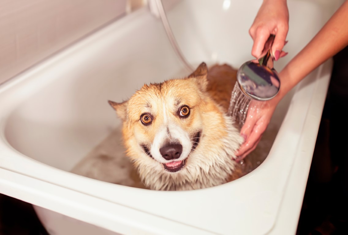 chien qui se fait laver
