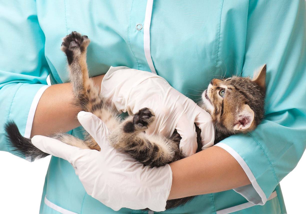 chat dans les bras d'un vétérinaire