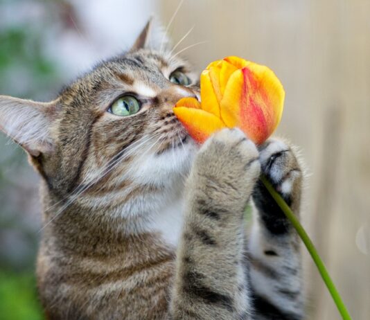 fleurs et plantes toxiques chat