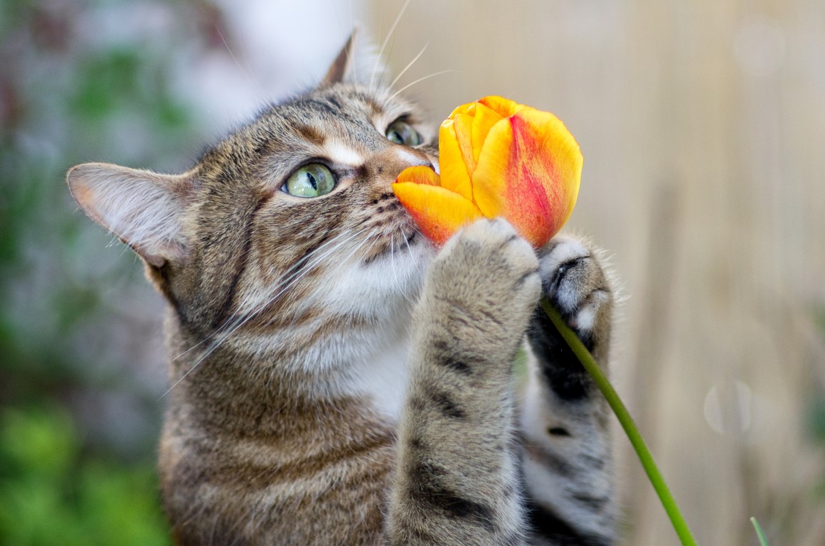 30 fleurs et plantes toxiques pour les chats
