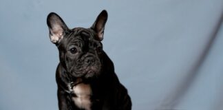 bouledogue chien de race à la santé fragile
