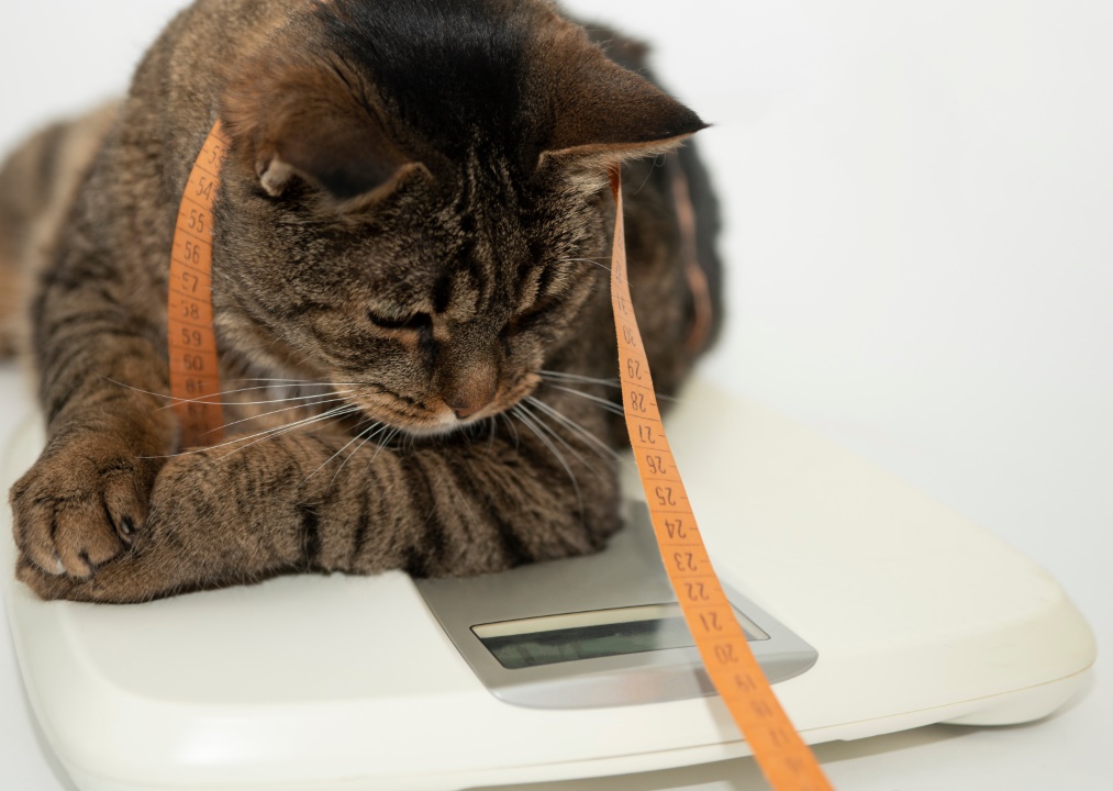Savoir identifier un chat obèse