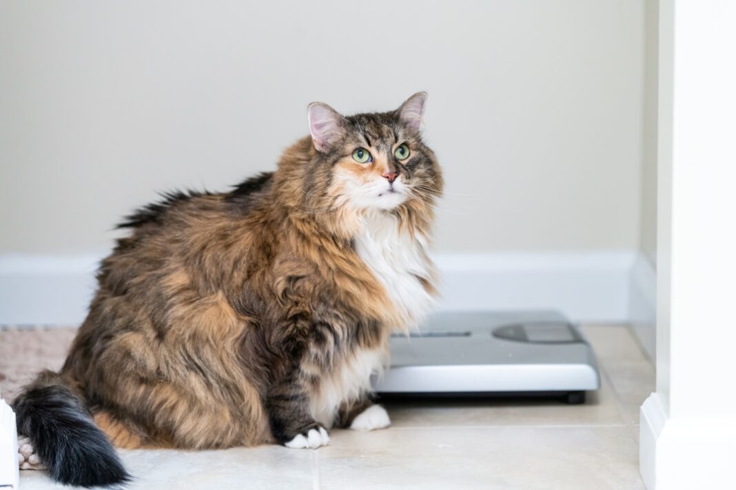 chat obèse imc
