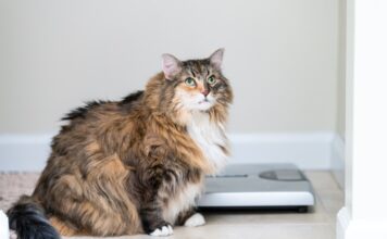 chat obèse imc