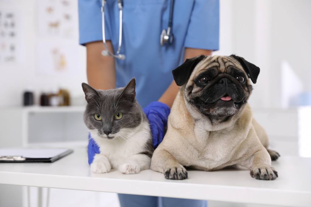 chien et chat chez le vétérinaire