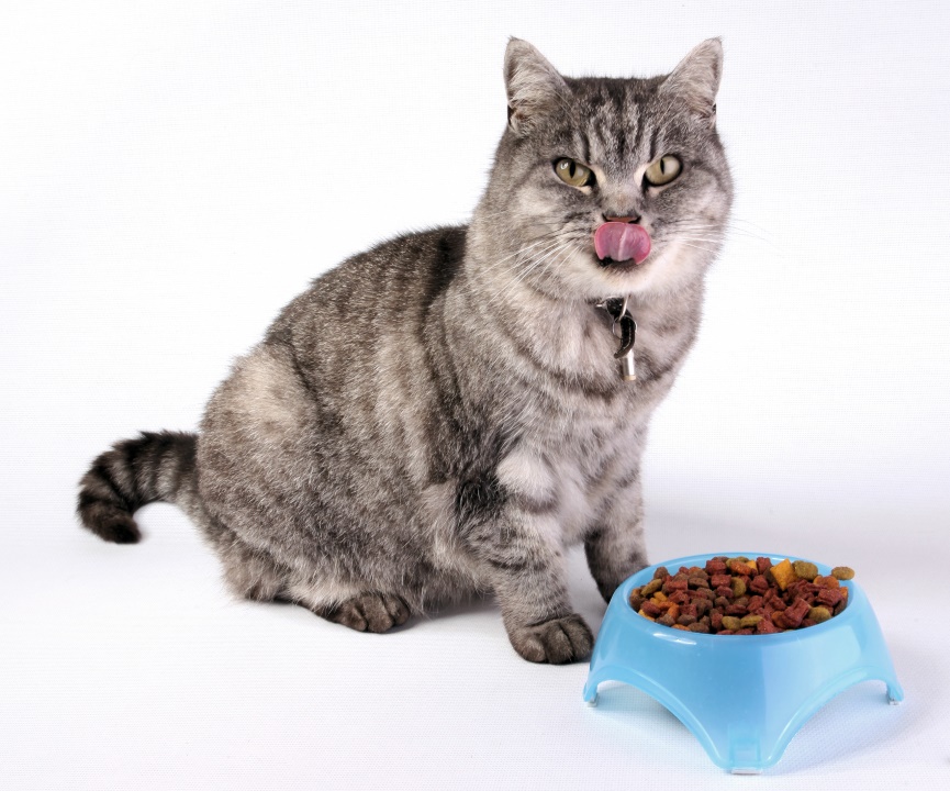 croquette diététique chat