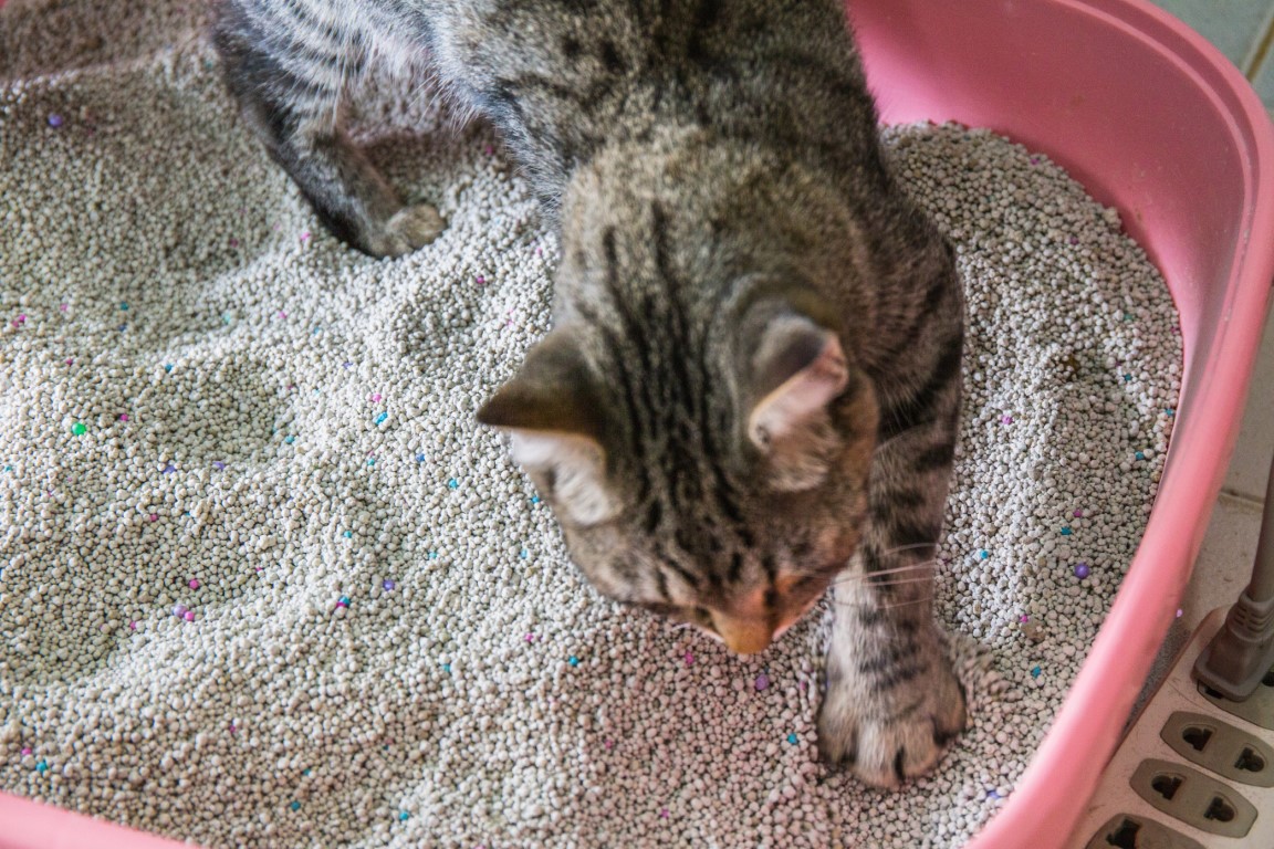 Chat utilisant une litière minérale