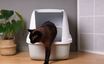 Chat utilisant une litière naturelle