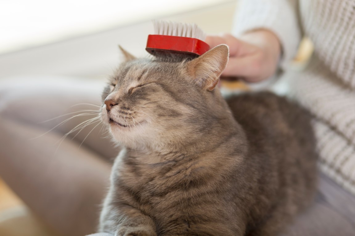 Brosser votre chat contribue à limiter la perte de poils