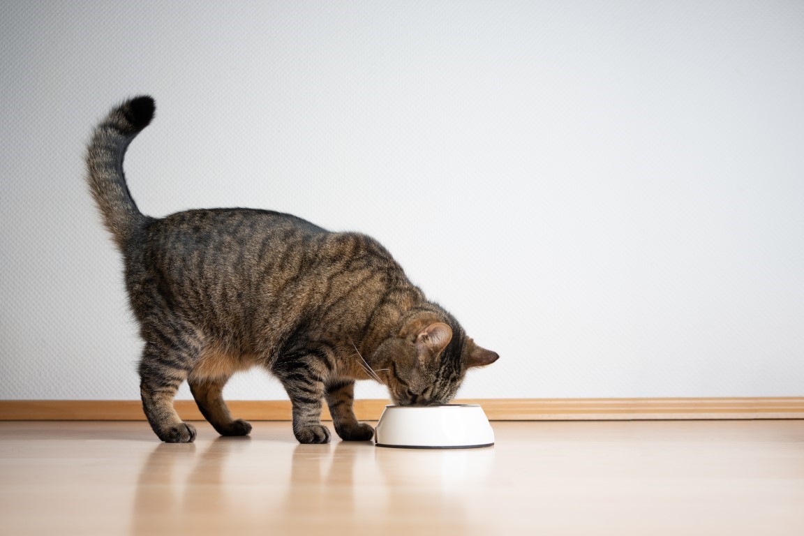 La perte de poils du chat peut être liée à une mauvaise alimentation