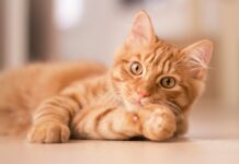 Soigner les problèmes intestinaux du chat avec des probiotiques naturels