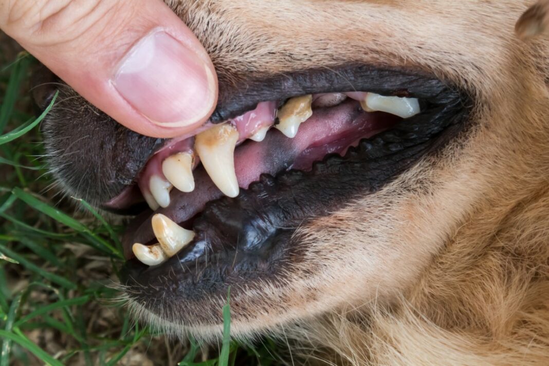 Eviter le tartre sur les dents des chiens