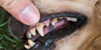 Eviter le tartre sur les dents des chiens