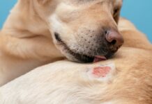 Labrador souffrant de dermatite atopique