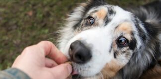 Donner des friandises naturelles à votre chien