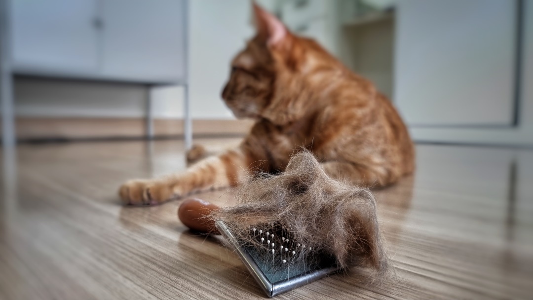 brossage chat boules de poils chat 