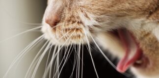 traitement contre boules de poils chat