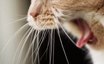 traitement contre boules de poils chat