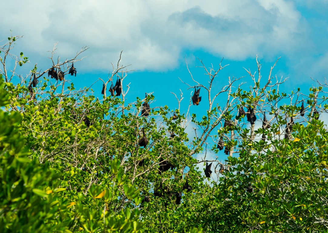 Des chauves-souris géantes suspendues à des branches