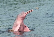 Un dauphin rose hors de l'eau