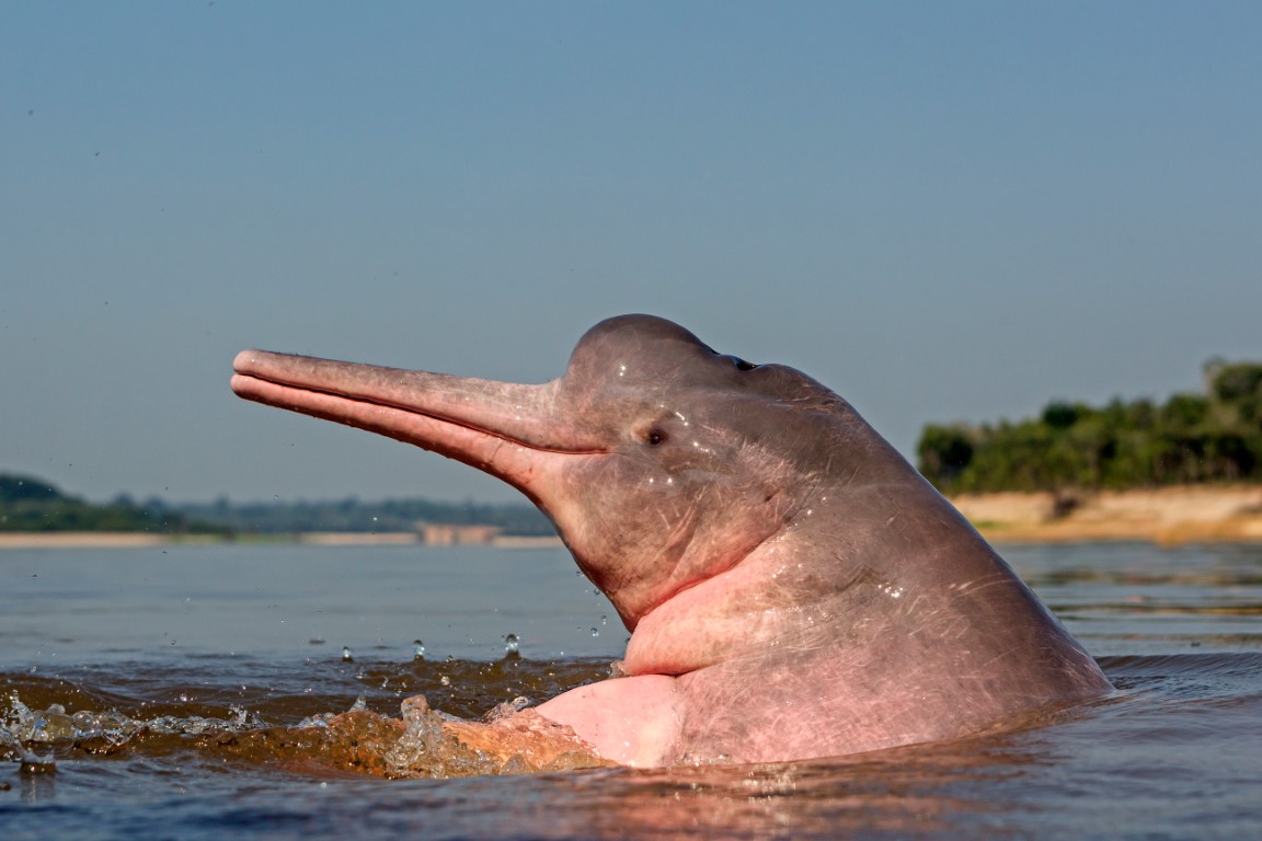Vue de profil d'un dauphin rose