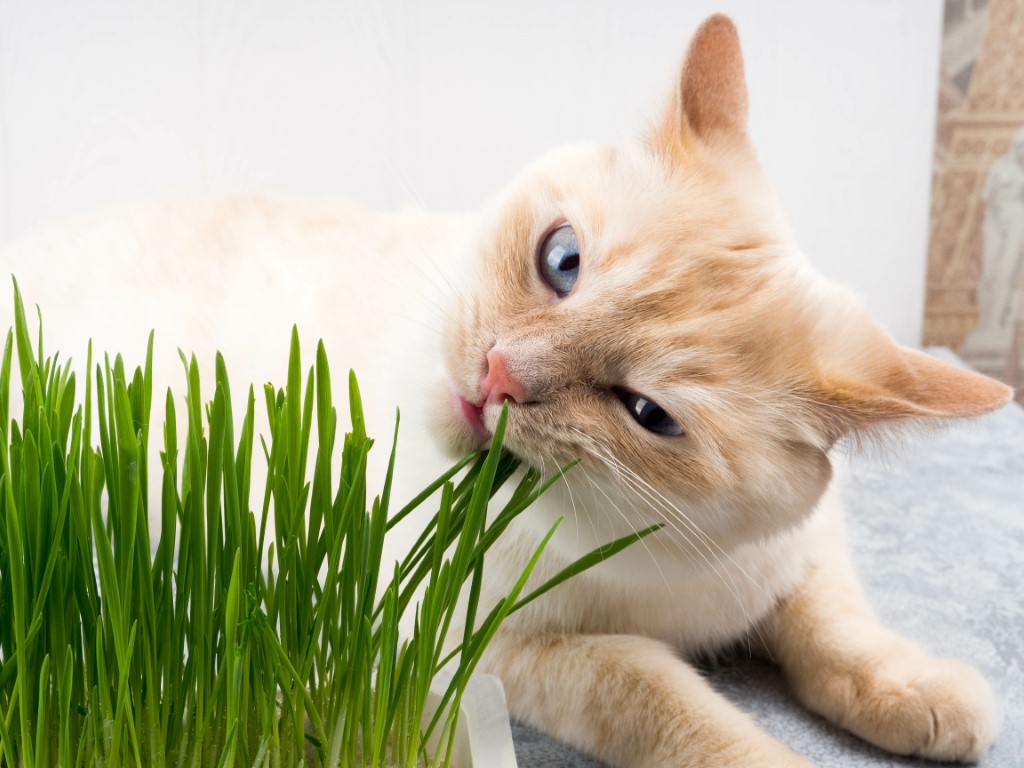 L'herbe à chat permet de combattre la mauvaise haleine