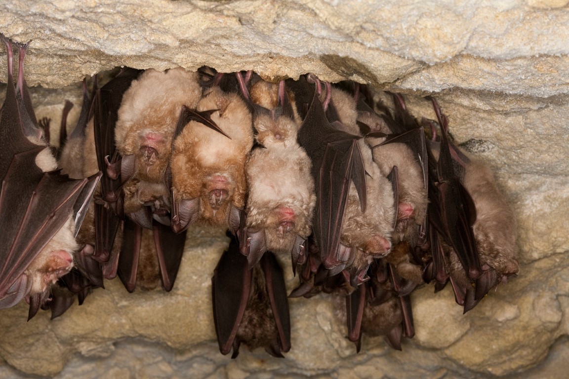 Les chauves-souris hibernent dans des endroits secs comme des greniers ou des caves