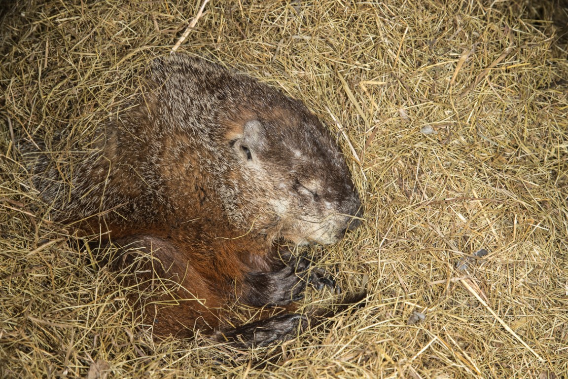 Une marmotte en pleine hibernation