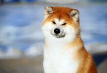 L'Akita inu, race de chien originaire du Japon