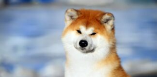 L'Akita inu, race de chien originaire du Japon