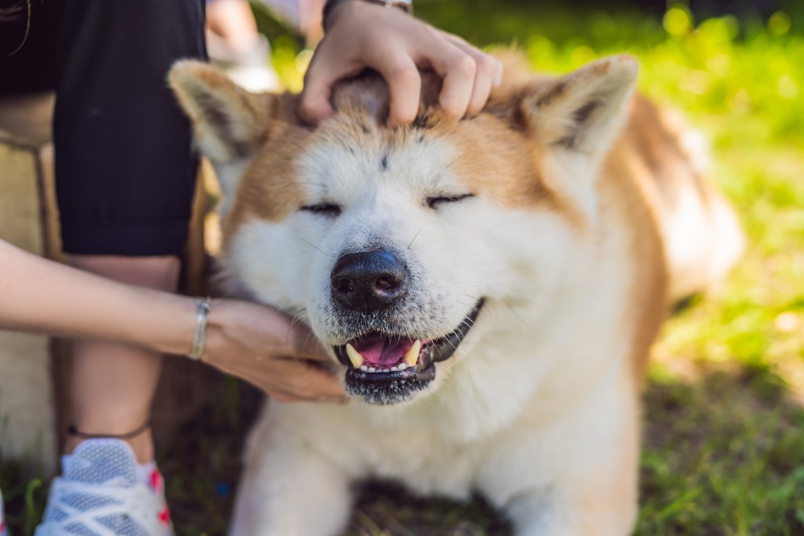 L'Akita est un chien calme qui apprécie la compagnie de l'Homme et les signes d'affection