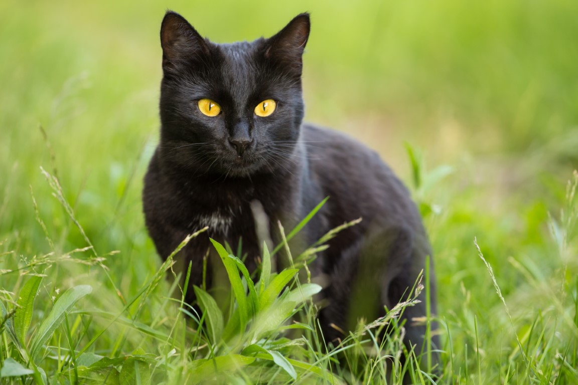 Le chat noir serait le symbole du diable et de nombreux malheurs